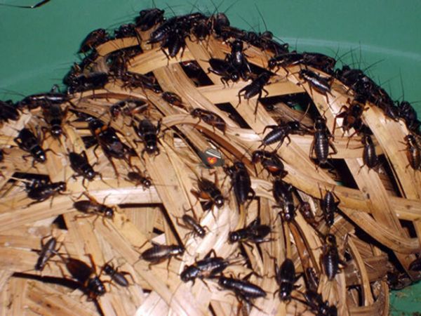 Cricket Farm Dalat